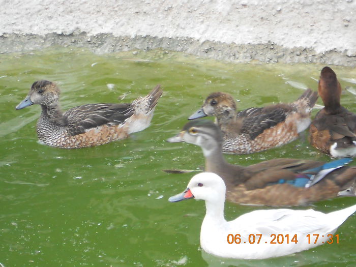 Fluieratoare de Chile - Tineret-2014