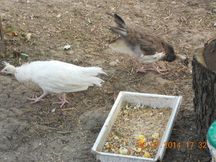 DSCN5994 - Tineret-2014