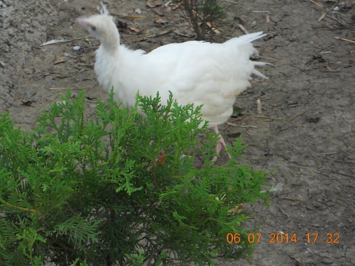 DSCN5995 - Tineret-2014