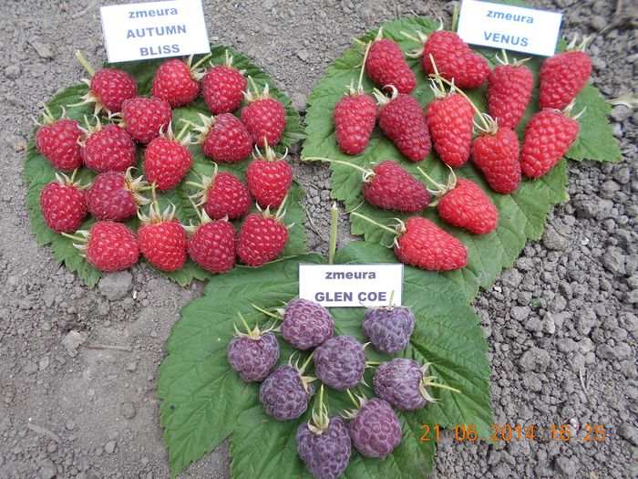 DSCN2731 - zmeur Glen Coe --------- mov