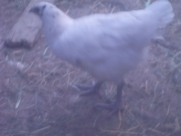 puicute alba - jersey gigant negru albastru alb