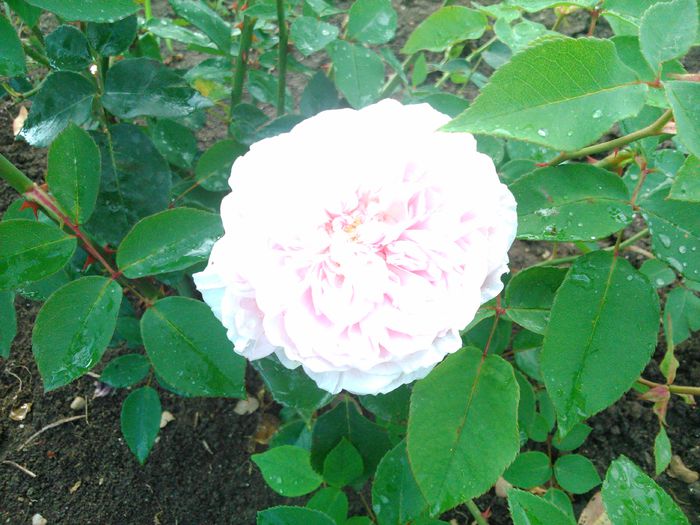 875; dam startul la al doilea val
