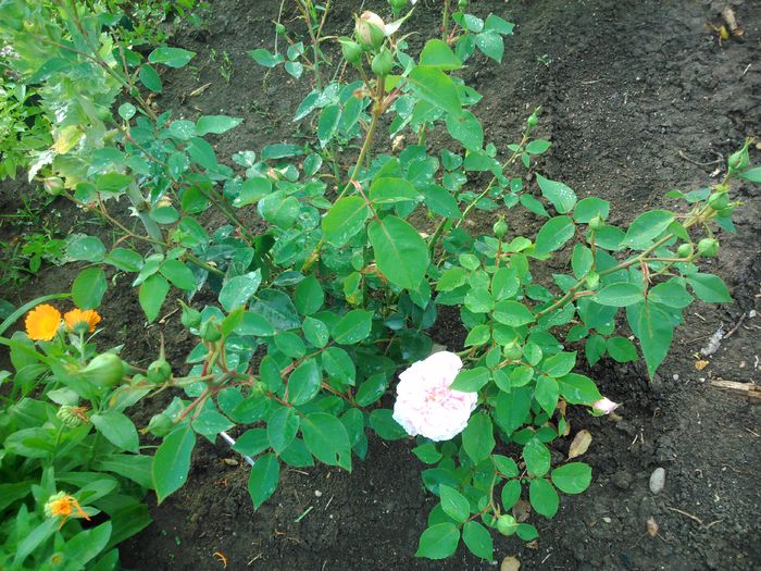 sunt plina de bobocei