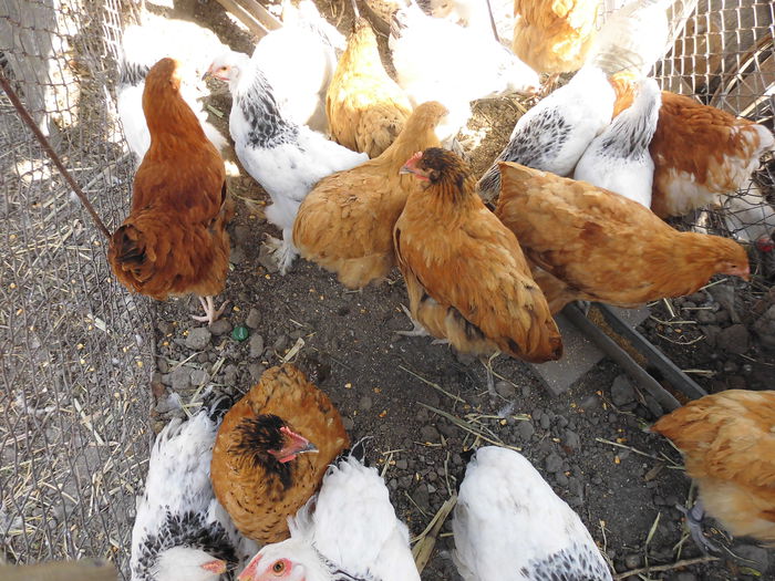 CIMG1349 - poze pentru Marius