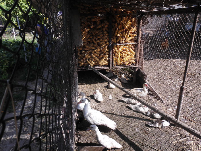 CIMG1350 - poze pentru Marius