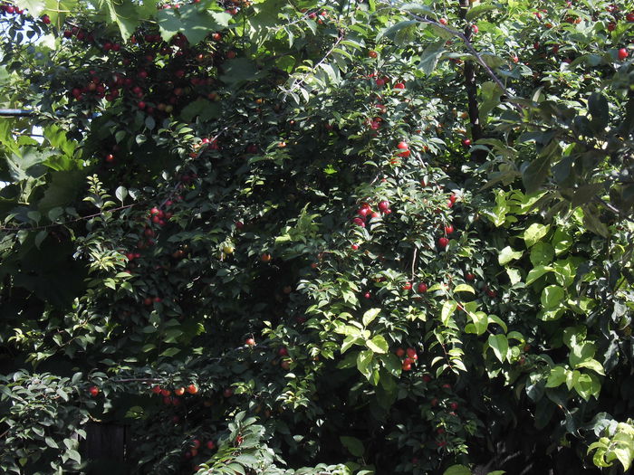 CIMG1353 - poze pentru Marius