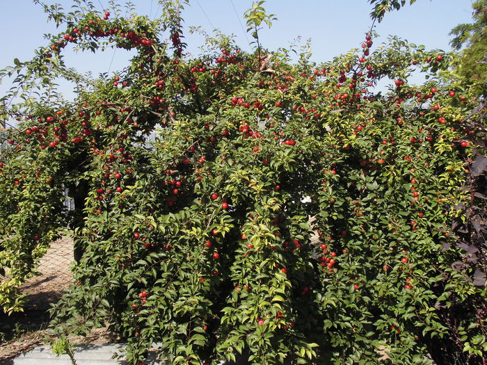 CIMG1355 - poze pentru Marius