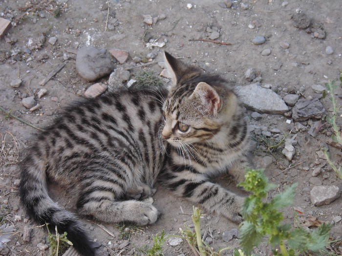 CIMG1356 - poze pentru Marius