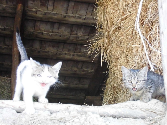 CIMG1365 - Copie - poze pentru Marius