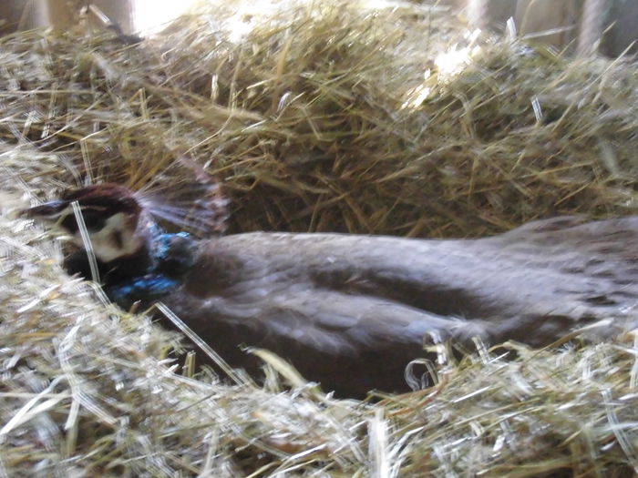 CIMG1369 - poze pentru Marius