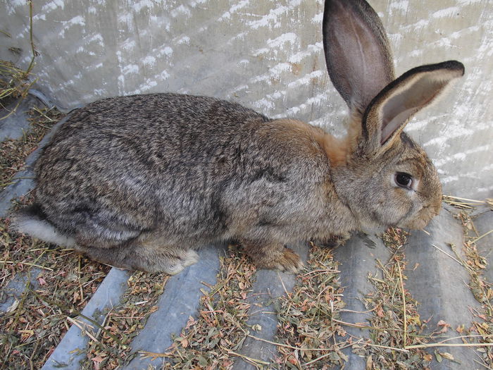 CIMG1378 - poze pentru Marius