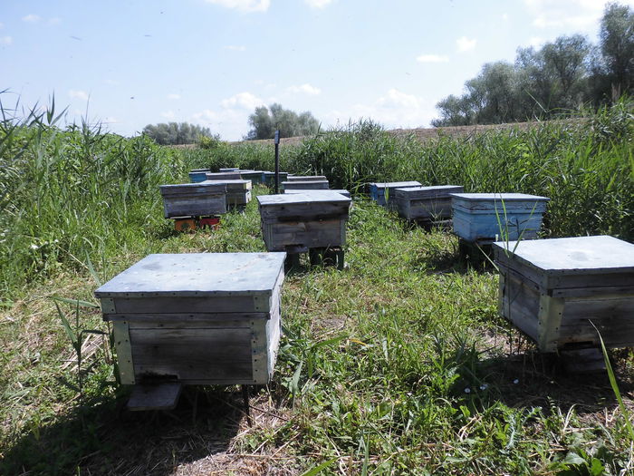 CIMG1384 - poze pentru Marius