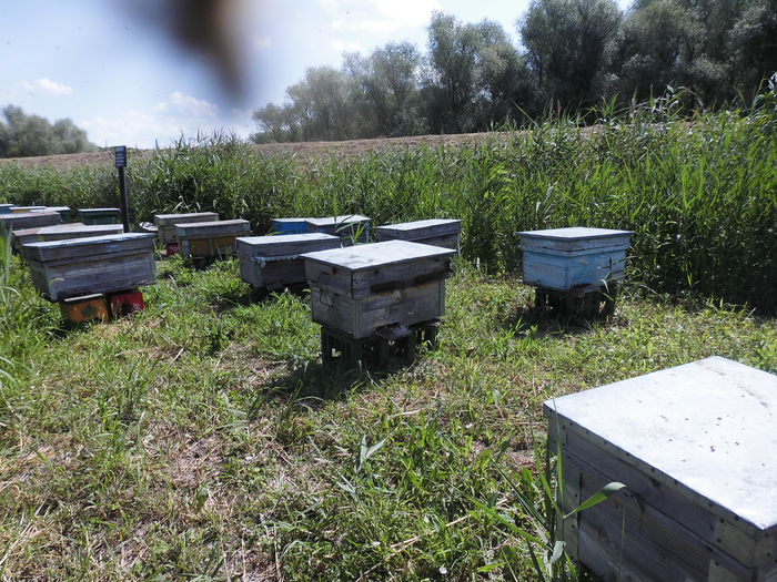 CIMG1386 - poze pentru Marius