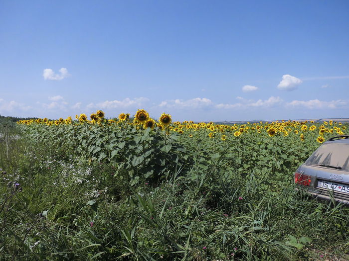 CIMG1387 - poze pentru Marius