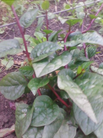 spanac urcator - a-a GRADINA DE LEGUME-2014