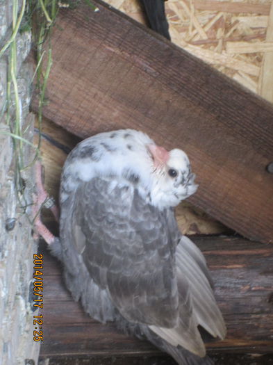 IMG_0463[1]; pestrit de timisoara!
