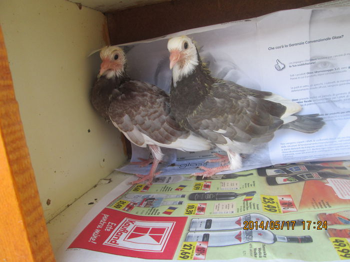 IMG_0477[1]; zburator de severin!
