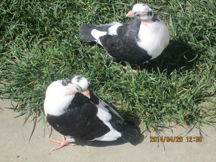 IMG_0455[1]; birmi simpatici!
