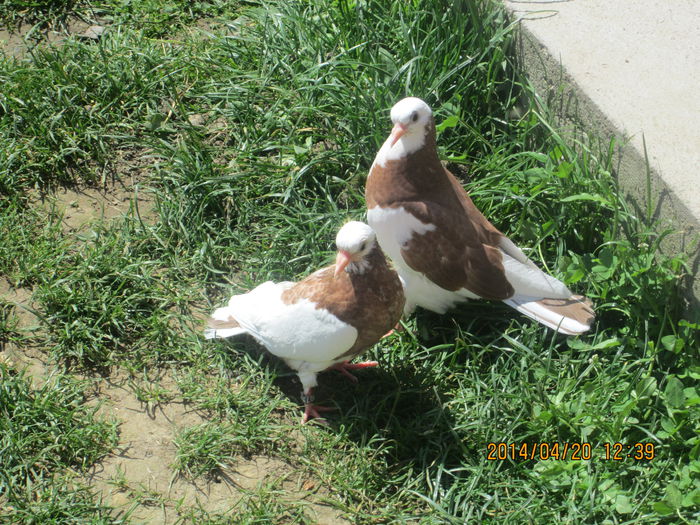 IMG_0457[1]; la fel!
