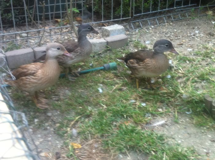  - boboci mandarine 2014