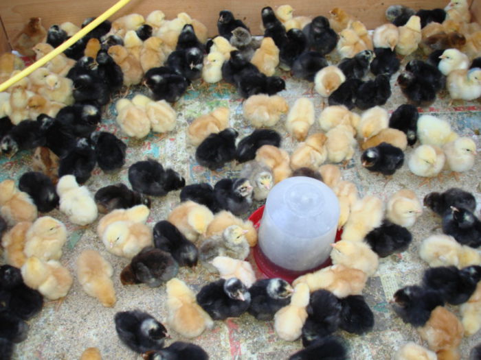 pui 2014 rasa Hubbard