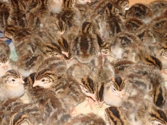 pui de bibilica de 1 zi