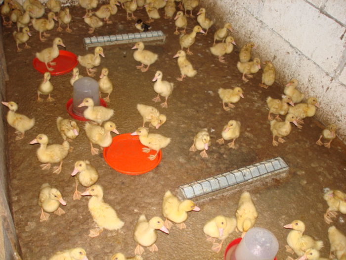 rate Pekin 2014 - OFERTA PRODUSE DE LA TARA - PASARI DE CURTE