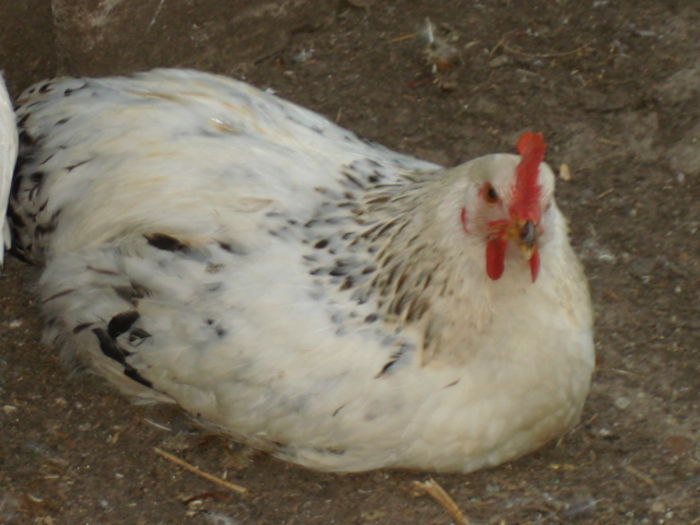 030 - OFERTA PRODUSE DE LA TARA - PASARI DE CURTE