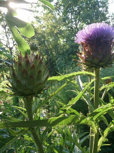 anghinare -floare - a-a PLANTE MEDICINALE-2014