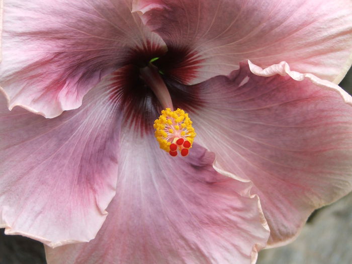 Hibiscus Ana Lyn