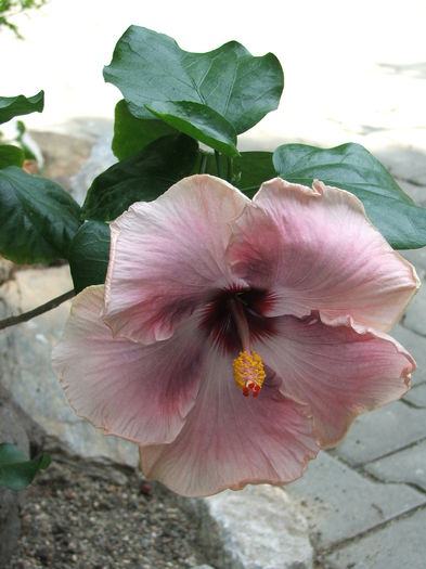 Hibiscus Ana Lyn