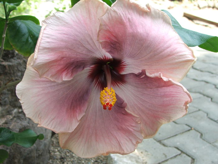 Hibiscus Ana Lyn - Hibiscus Ana Lyn