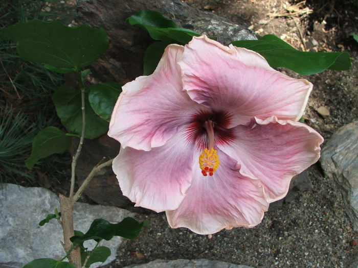 Hibiscus Ana Lyn - Hibiscus Ana Lyn