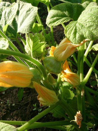 dovlecei patison - a-a GRADINA DE LEGUME-2014
