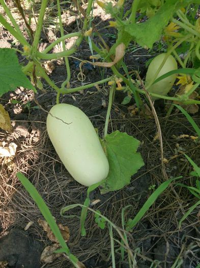 castraveti albi - a-a GRADINA DE LEGUME-2014