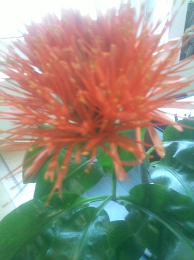 SCADOXUS