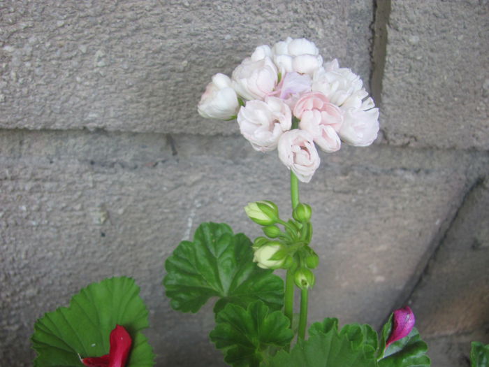 Pela_Marbacka_Tulpan