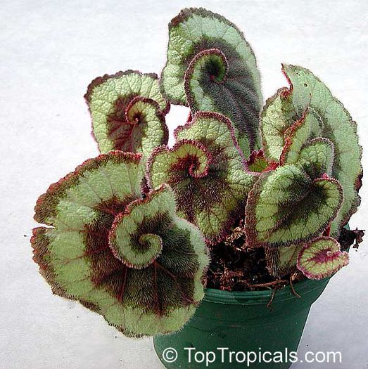begonia rex 16