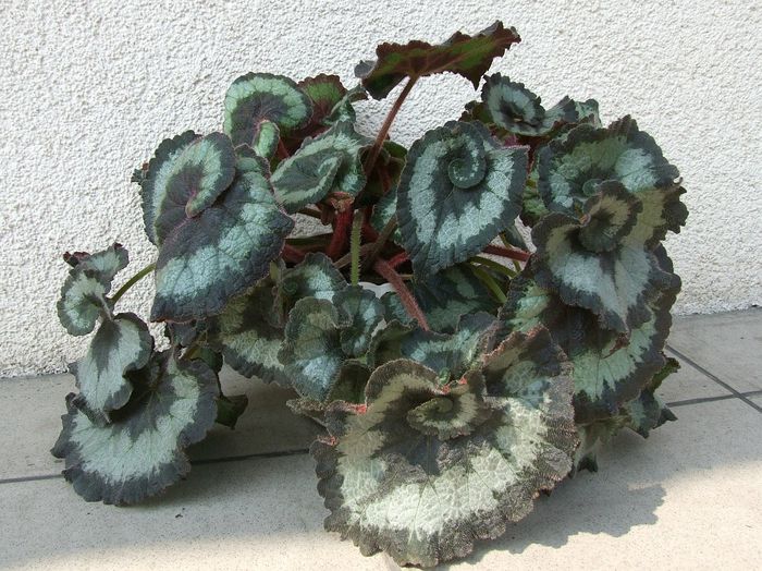 Begonia_rex_a2