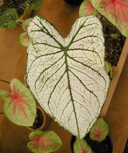 caladium