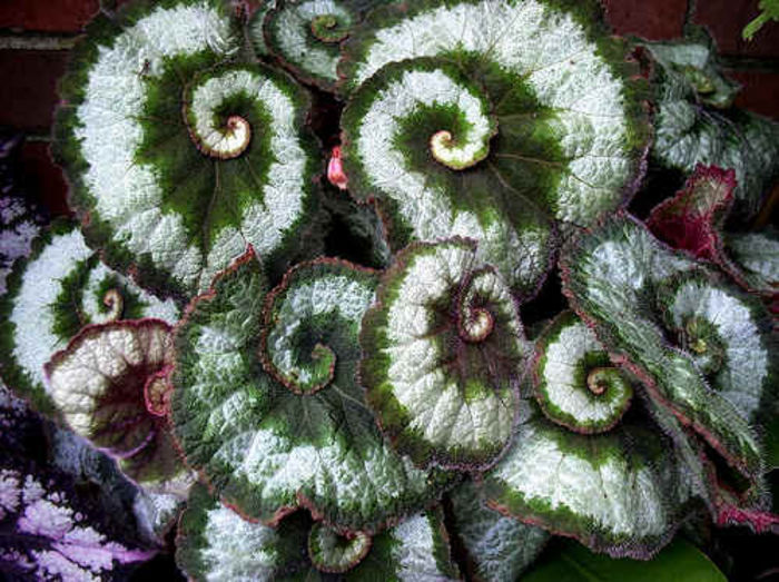 escargot_begonia