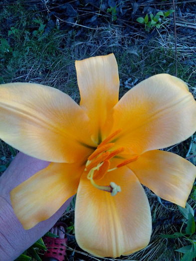 IMG_20140705_203148 - CRINI