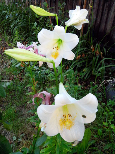 IMG_20140705_203223 - CRINI