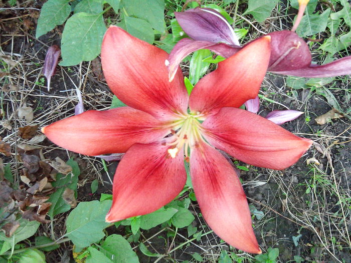 IMG_20140705_203233 - CRINI