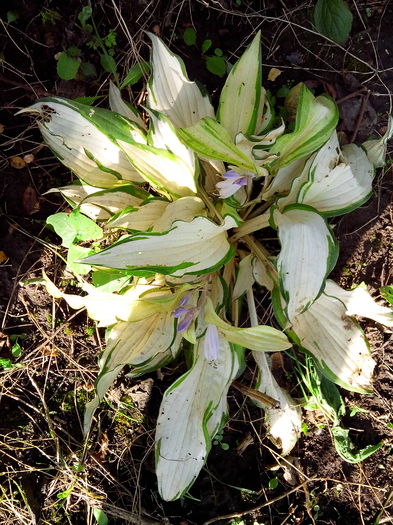 IMG_20140706_081605 - HOSTA 2014