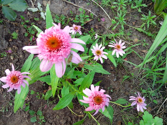 IMG_20140706_200348 - ECHINACEA