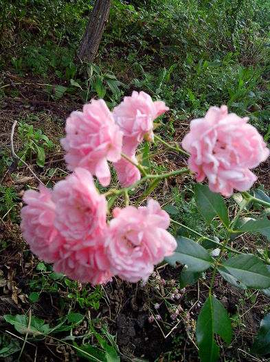 IMG_20140706_200623