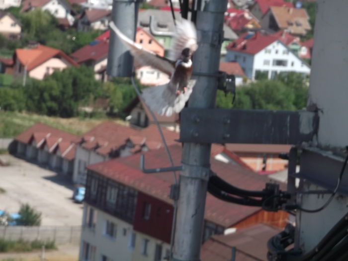 POZA PENTRU PASAPORT