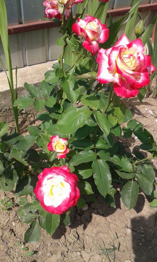 trandafir - florile mele iunie 2014