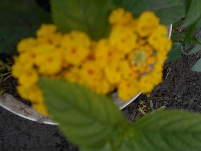 iulie  2014 lantana galbena